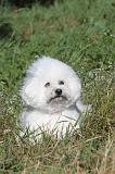 BICHON FRISE 040